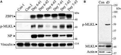 Influenza Virus Infection Induces ZBP1 Expression and Necroptosis in Mouse Lungs